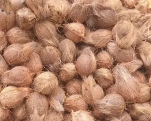 Loose Semi Husked Coconut