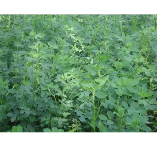 Natural Grass seeds