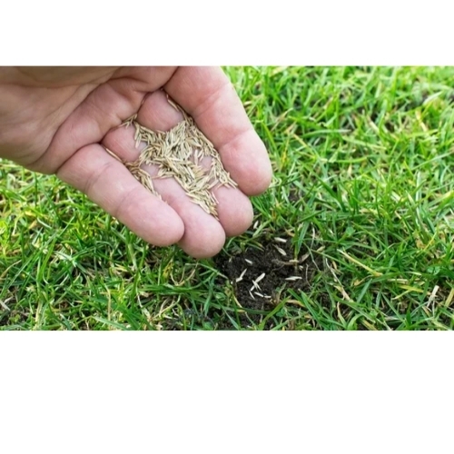 Natural Grass seeds