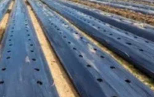 Mulching Paper