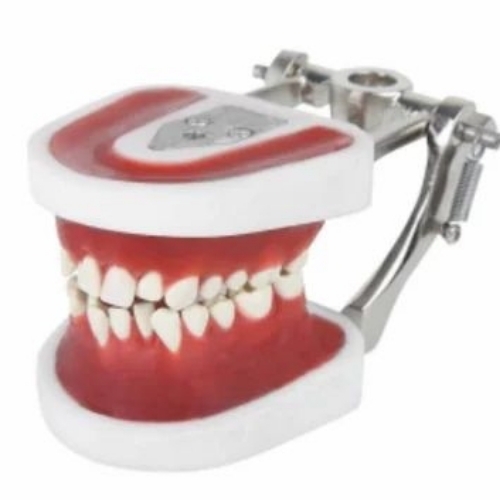 Orthodontic Jaw Training Model - Color: Multi Color