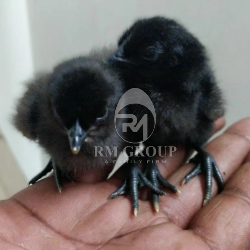 Kadakath Chicks