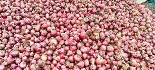 Red Onion - Shape: Natural