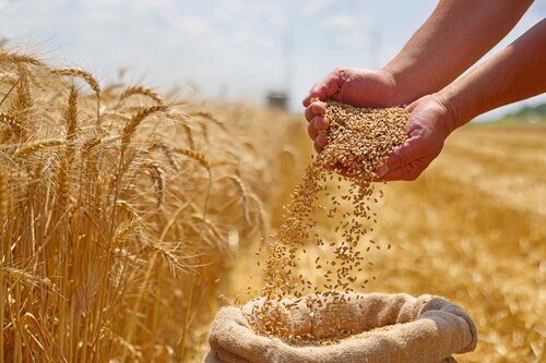 Wheat Seeds - Color: Natural