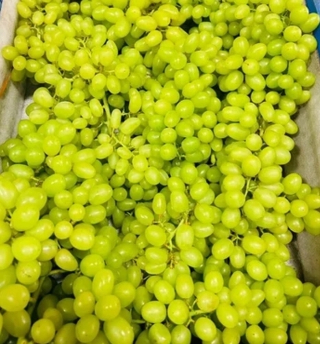 Fresh Grapes