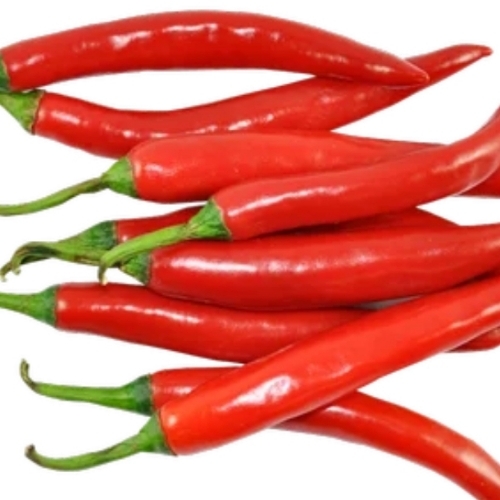 Fresh Red Chilli