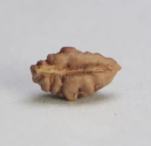 1 Mukhi Indonesian Rudraksha