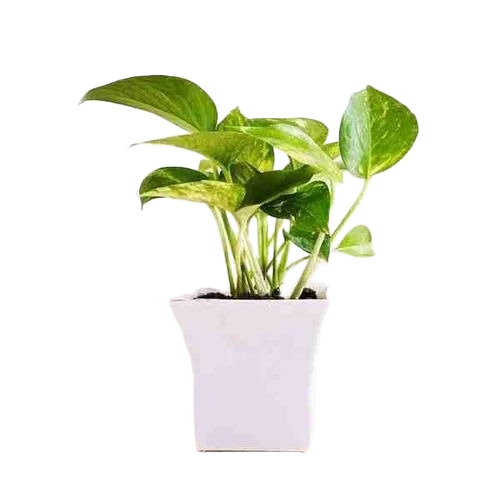 Gift Indoor Plant