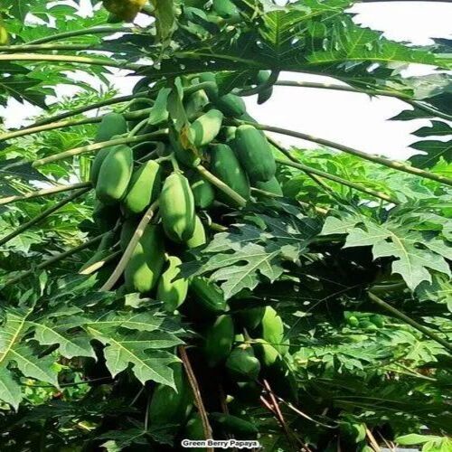Green Berry Papaya Plant
