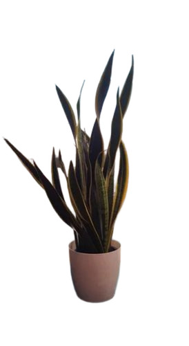 Green Indoor Snake Plant