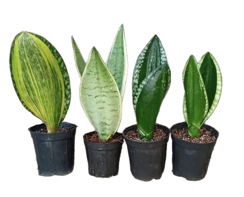 Indoor Snake Plant
