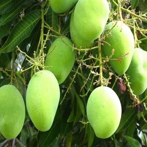 Mango Amrapali Grafted Plants Nursery