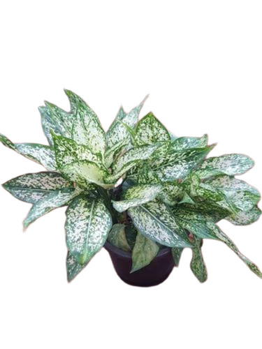 Nursery Indoor Plants