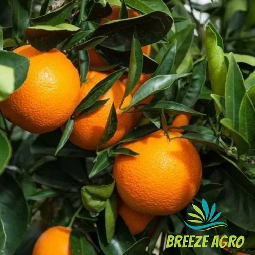 Orange Plant Nursery