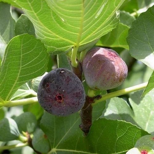 Puna Anjeer Plant Nursery