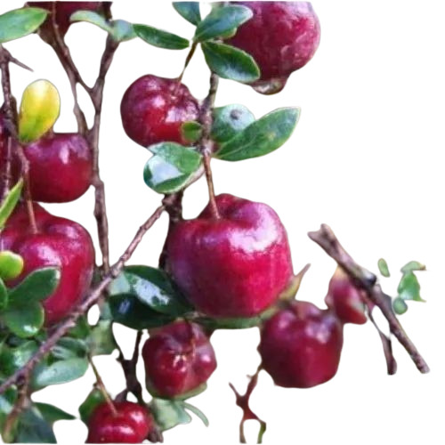 Red Apple Ber Plant Nursery