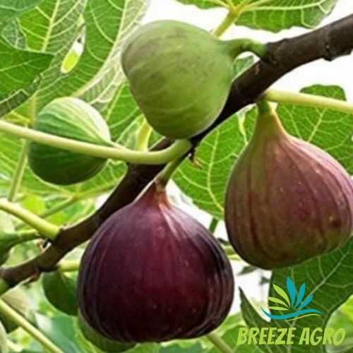 Tissue Culture Diana Fig Plant Nursery