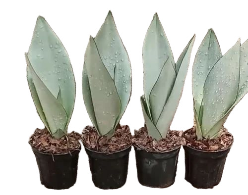 Well Drained Indoor Snake Plant