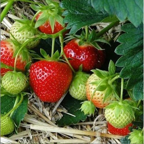Winter Strawberry Plant