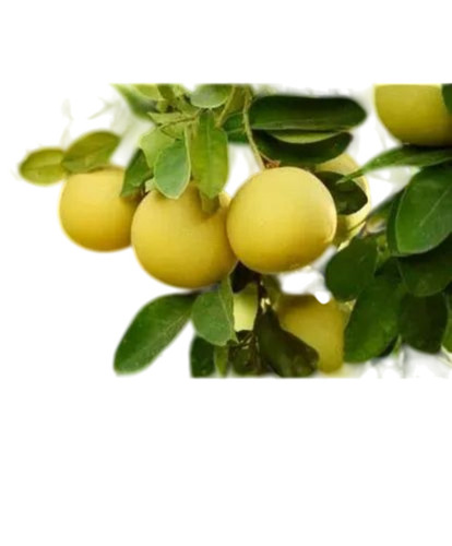 Fresh Pomelo Fruit