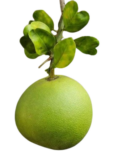 Pomelo Fruit