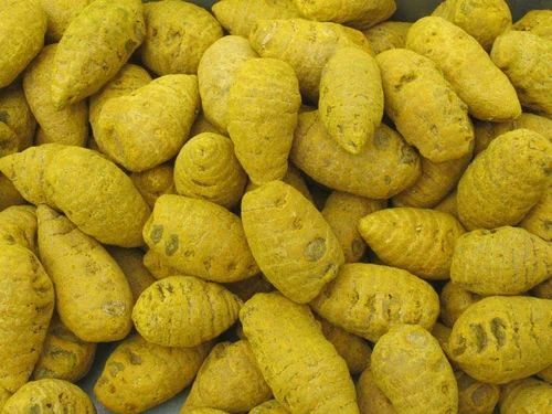Turmeric Bulb