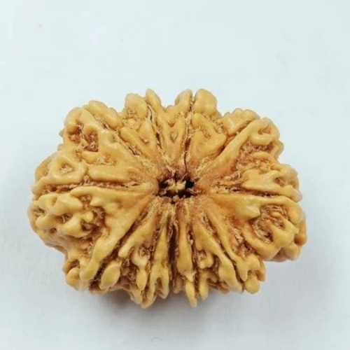 10 Mukhi Nepali Rudraksha