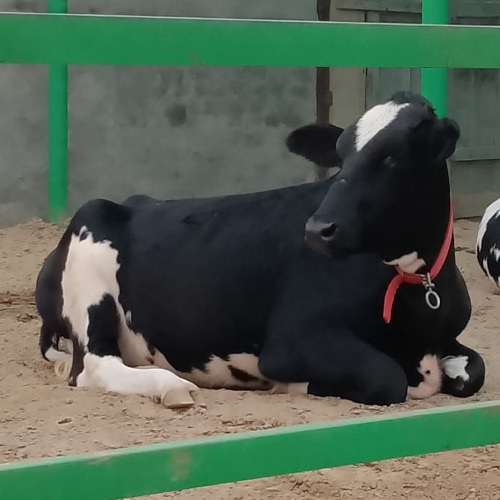Black Cow