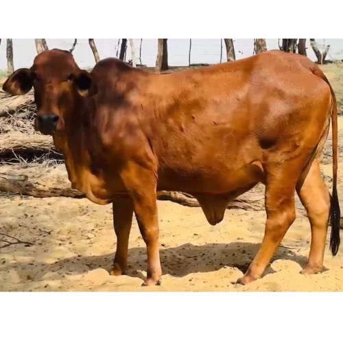 Brown Cow