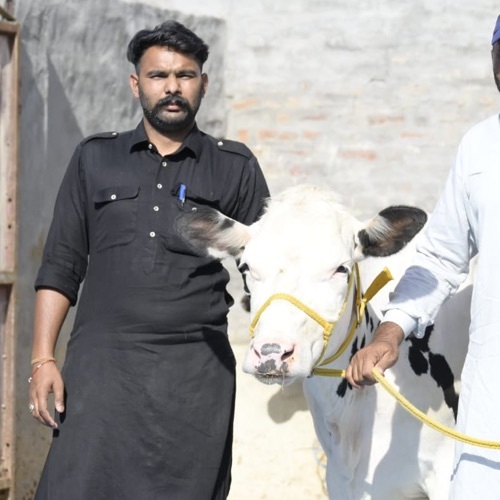 HF Breed Cow