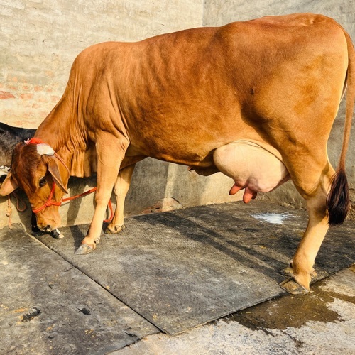 Sahiwal Cow