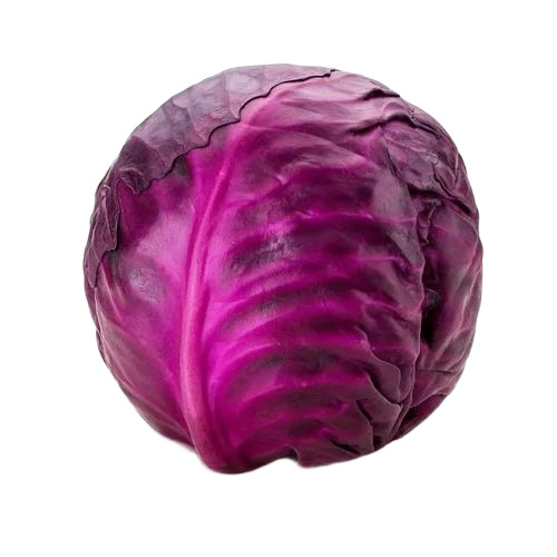 Fresh Cabbage