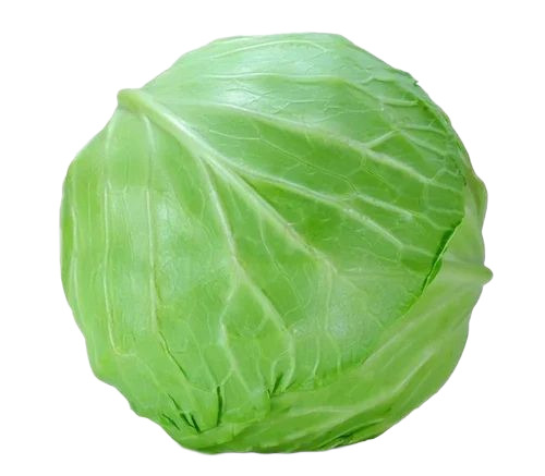 Fresh Cabbage - Preserving Compound: Cool & Dry Places