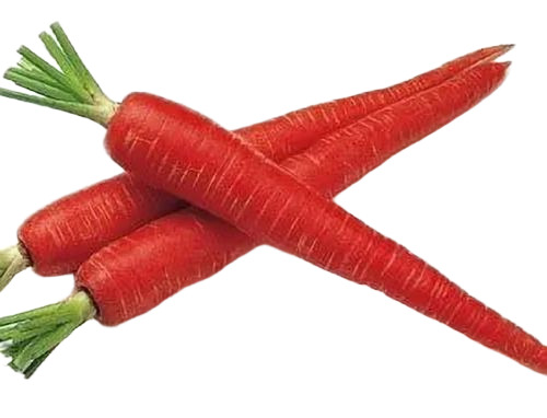 Fresh Red Carrot - Preserving Compound: Cool & Dry Places