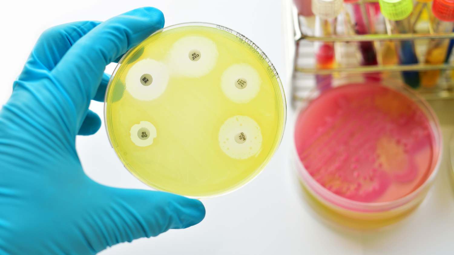 Anti-Microbial Bacterial Fungal Masterbatch