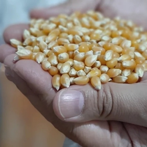 Yellow Corn Maize