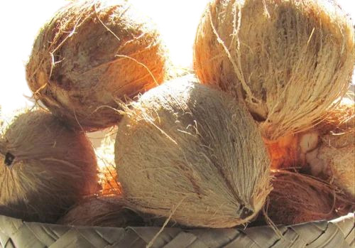 A Grade Semi Husked Coconut