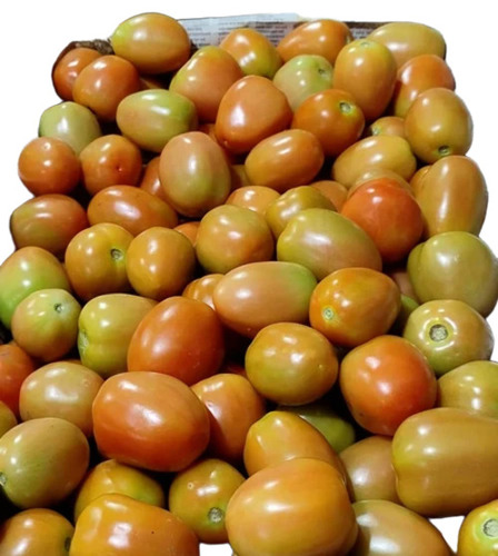 Fresh Tomato