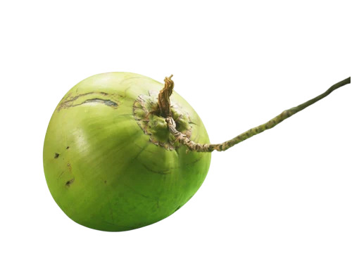 Tender Coconut By Southern Traders