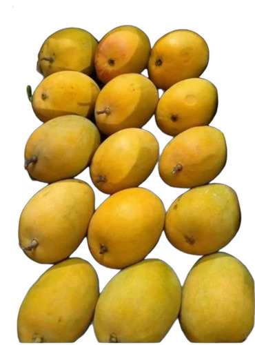 Yellow Alphonso Mango