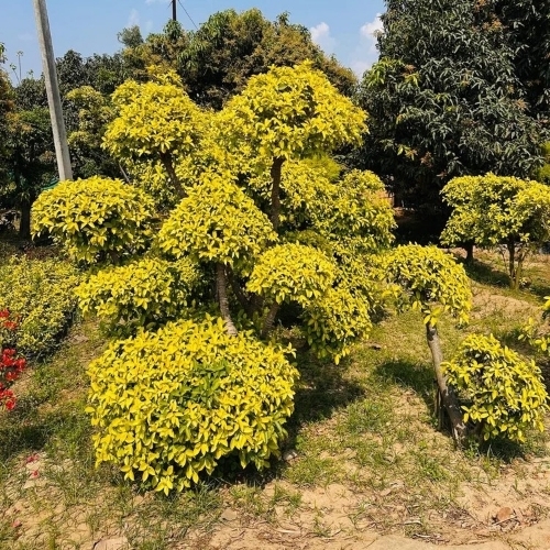 Garden Plant - Color: Green