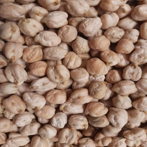 Organic Chickpea - Cultivation Type: Common