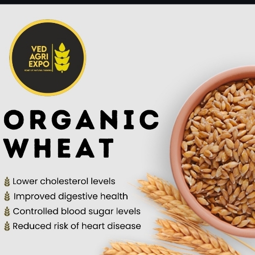 Organic Wheat