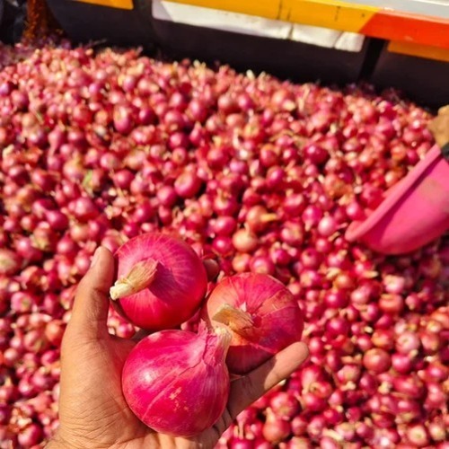 Red Onion - Shelf Life: 1 Months