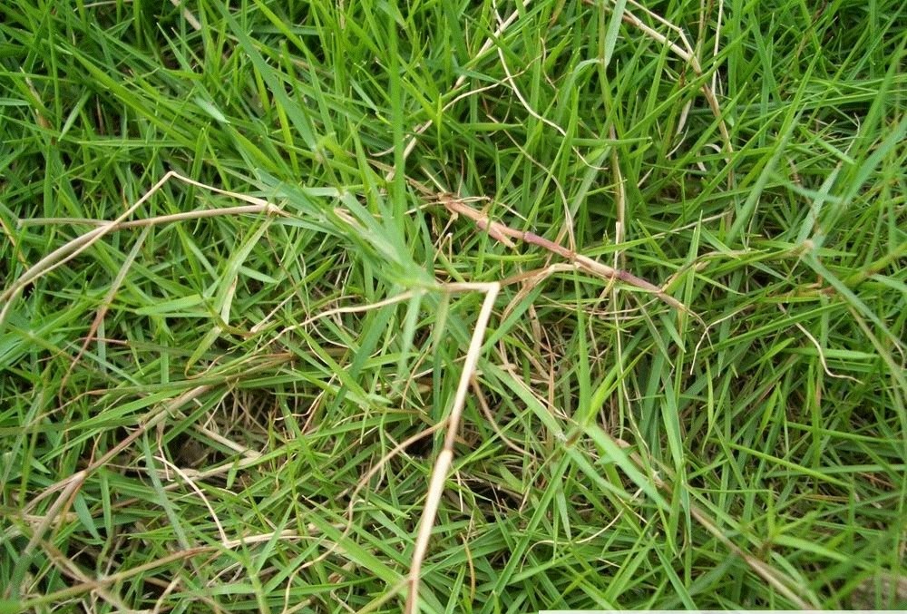 Americal Blue Grass