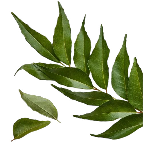 Indian Curry Leaves