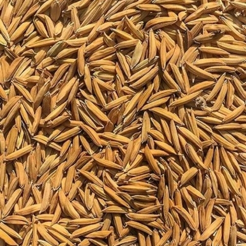 Hybrid Paddy Seed