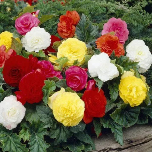 Tuberous Begonias Flowers
