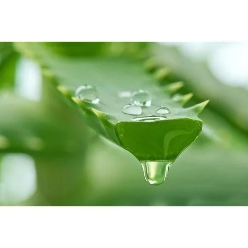 Fresh Aloe Vera