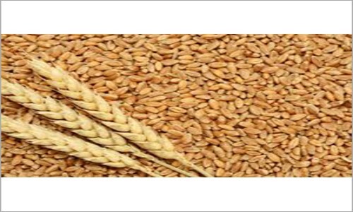 Organic Wheat Seeds - Color: Yellowish-Brown To Tan
